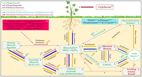 Phosphates: Un alliage clé pour la fertilisation et le développement industriel!