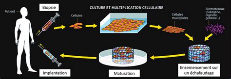  Fibrin: Quel SuperHéros Biocompatible de l'Ingénierie Tissulaire !