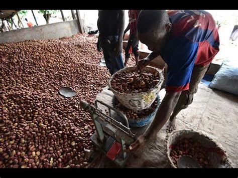 Noix de Kola en Transformation Industrielle: Quelles sont les Innovations Récentes dans la Production de Stimulants Naturels?